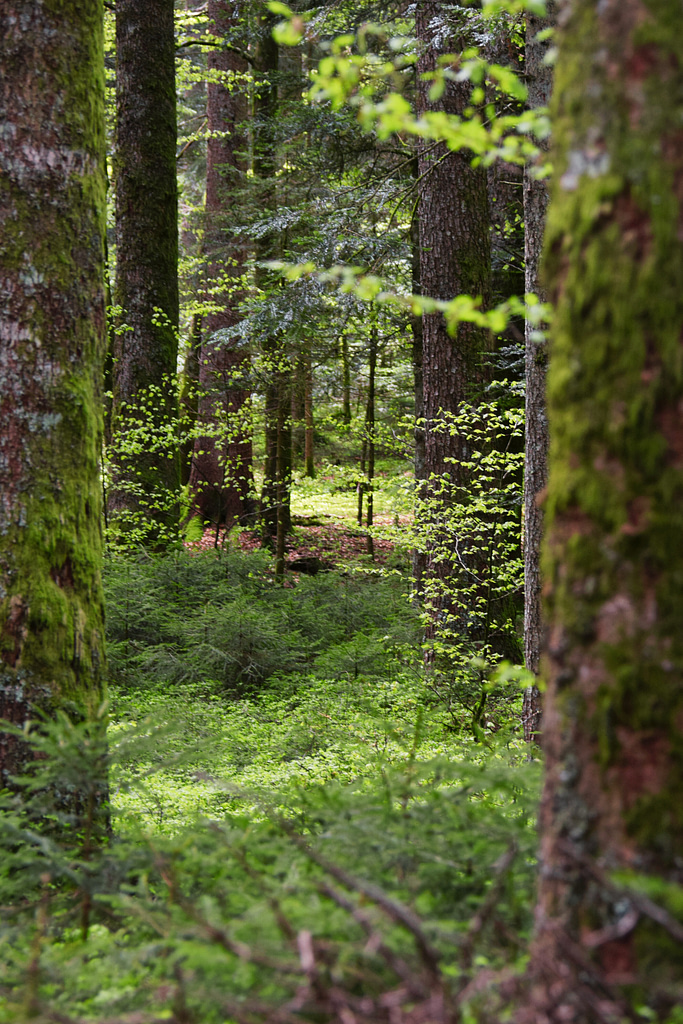 forest view